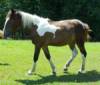 Friesian Sport Horse Filly