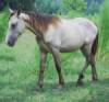 Friesian Sport Horse,  2 yr colt