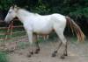 Friesian Sport Horse ,3 yr old Gelding