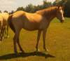 Geroge x Appy yearling Filly