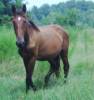 Friesian Sport Horse, 3 yr Gelding