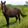 Friesian Sport Horse, 2 yr colt