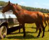 Friesian Sport Horse, 3 yr Mare